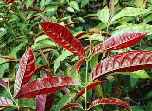 Cây đơn lá đỏ: Đặc điểm, công dụng, cách dùng và các bài thuốc theo y học cổ truyền