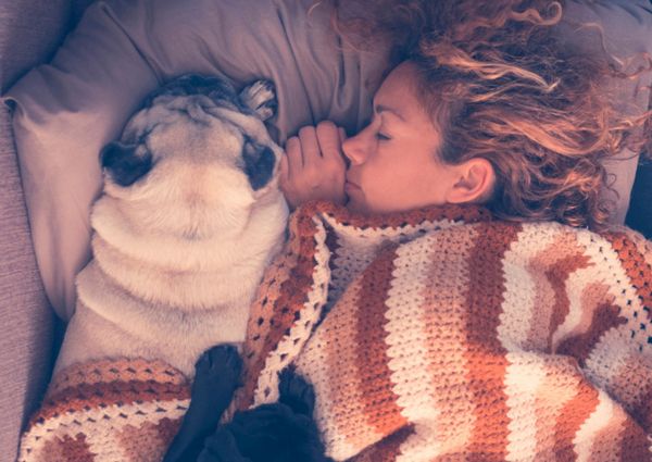 Cách lên kế hoạch cho chú chó thích ngủ trưa