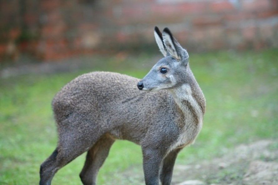 Tinh Chất Xạ Hương Từ Hươu Xạ – Báu Vật Thiên Nhiên Quý Hiếm Trong Y Học Và Nước Hoa Cao Cấp