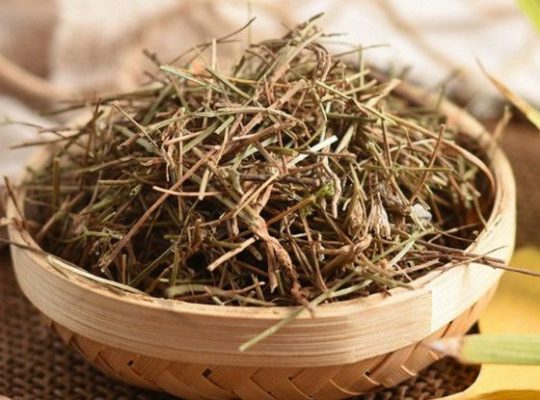 Bạch Hoa Xà & Bạch Hoa Xà Thiệt Thảo: Công Dụng, Cách Phân Biệt Và Lưu Ý Khi Sử Dụng Trong Đông Y