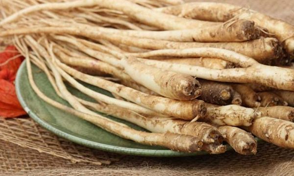 Cát cánh – “vệ sĩ” của đường hô hấp: Công dụng, dược tính và cách sử dụng khoa học