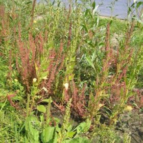 Cây lưỡi bò – Vị thuốc dân gian trị táo bón, viêm da và nhiều bệnh lý thường gặp