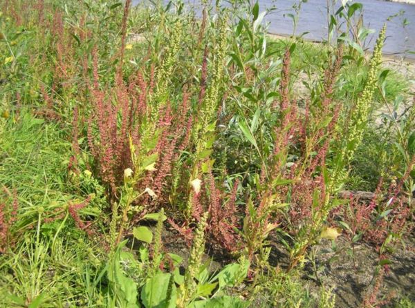 Cây lưỡi bò – Vị thuốc dân gian trị táo bón, viêm da và nhiều bệnh lý thường gặp