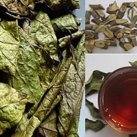 Cây Xạ Đen Là Gì? Công Dụng, Cách Dùng Và Những Lưu Ý Quan Trọng Để Bảo Vệ Sức Khỏe