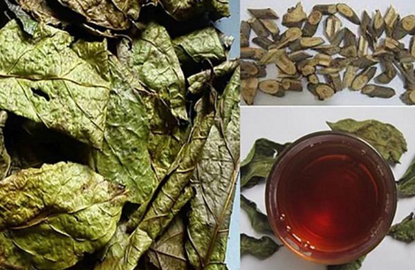 Cây Xạ Đen Là Gì? Công Dụng, Cách Dùng Và Những Lưu Ý Quan Trọng Để Bảo Vệ Sức Khỏe