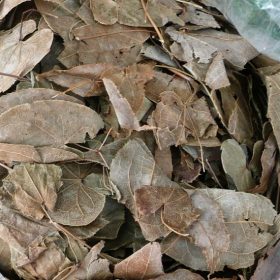 Dâm Dương Hoắc: Thảo Dược Bổ Thận Tráng Dương Nổi Tiếng Trong Đông Y