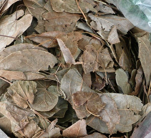 Dâm Dương Hoắc: Thảo Dược Bổ Thận Tráng Dương Nổi Tiếng Trong Đông Y