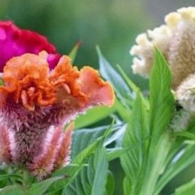 Cây hoa mào gà – Loài cây tuổi thơ và vị thuốc quý trong y học cổ truyền