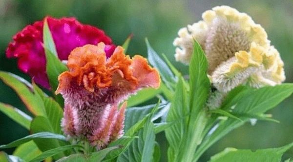 Cây hoa mào gà – Loài cây tuổi thơ và vị thuốc quý trong y học cổ truyền