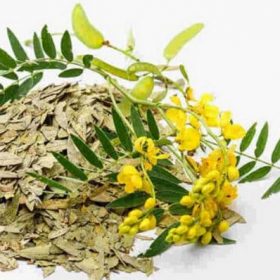 Phan tả diệp – vị thuốc quý hỗ trợ điều trị táo bón và rối loạn tiêu hóa