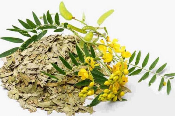 Phan tả diệp – vị thuốc quý hỗ trợ điều trị táo bón và rối loạn tiêu hóa