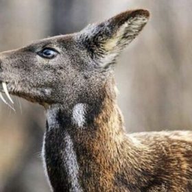 Xạ Hương Trong Đông Y: Nguồn Gốc, Công Dụng, Cách Dùng Và Những Lưu Ý Nghiêm Ngặt Khi Ứng Dụng