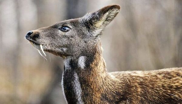 Xạ Hương Trong Đông Y: Nguồn Gốc, Công Dụng, Cách Dùng Và Những Lưu Ý Nghiêm Ngặt Khi Ứng Dụng