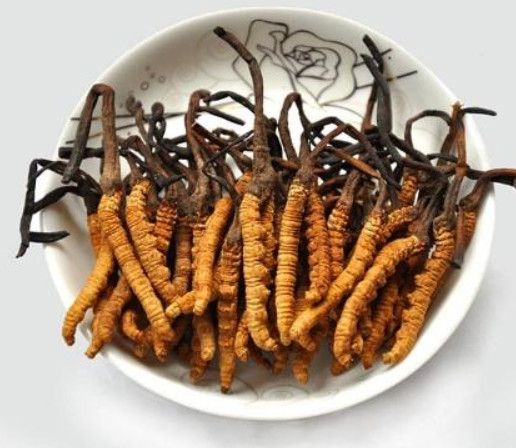 Đông Trùng Hạ Thảo Là Gì? Nguồn Gốc, Công Dụng, Thành Phần Và Cách Sử Dụng Chuẩn Khoa Học