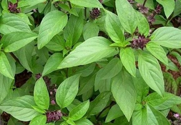 Húng Quế – Dược Liệu Quen Thuộc Giúp Hỗ Trợ Tiêu Hóa Và Nhiều Lợi Ích Sức Khỏe Ít Người Biết