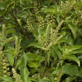 Hương Nhu Trắng: Cây Thuốc Quen Thuộc Nhưng Tiềm Năng Dược Lý Đáng Chú Ý