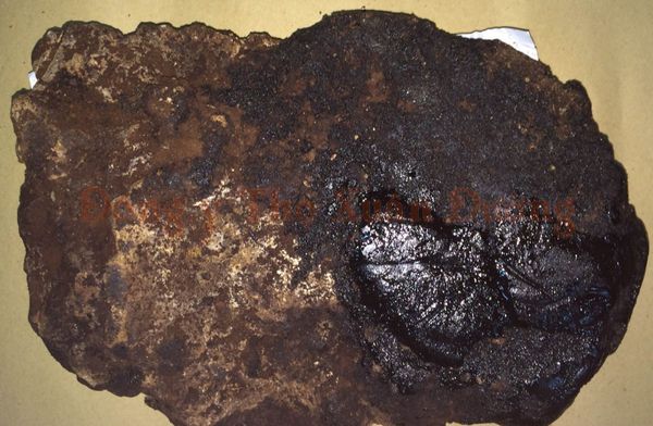 Huyết Lình: Thực Hư Công Dụng Vị Thuốc Bổ Máu Gây Nhiều Tranh Cãi Trong Đông Y