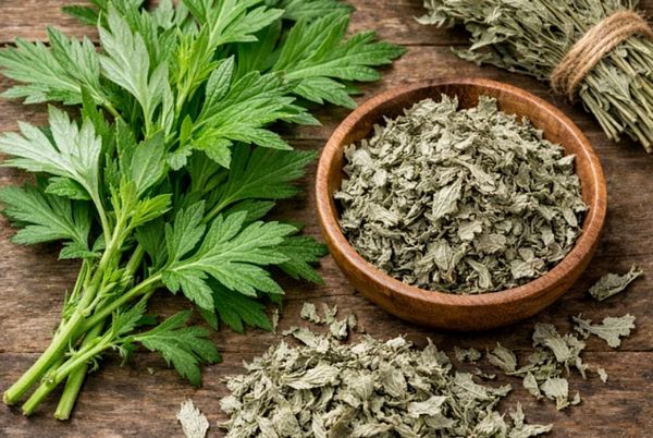 Quy trình sản xuất nhang ngải cứu sạch, không hóa chất: Tiêu chuẩn an toàn và bí quyết giữ trọn tinh dầu thảo dược