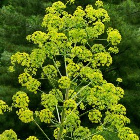 Tác dụng sức khỏe của cây A Ngùy: Dược liệu mùi hôi nhưng giá trị cao trong Y học cổ truyền