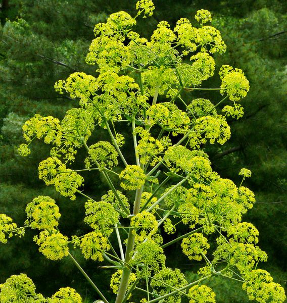 Tác dụng sức khỏe của cây A Ngùy: Dược liệu mùi hôi nhưng giá trị cao trong Y học cổ truyền