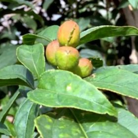 Cây Ba Đậu (Croton tiglium): Đặc điểm, công dụng và cảnh báo độc tính cần biết