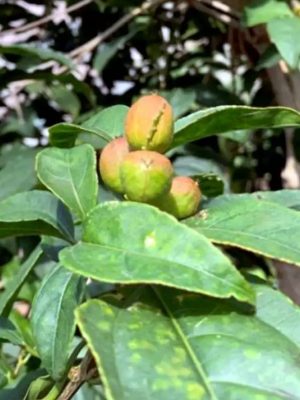Cây Ba Đậu (Croton tiglium): Đặc điểm, công dụng và cảnh báo độc tính cần biết