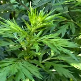 Ý nghĩa phong thủy của ngải cứu trong văn hóa Á Đông: Biểu tượng trừ tà, bảo hộ và cân bằng năng lượng