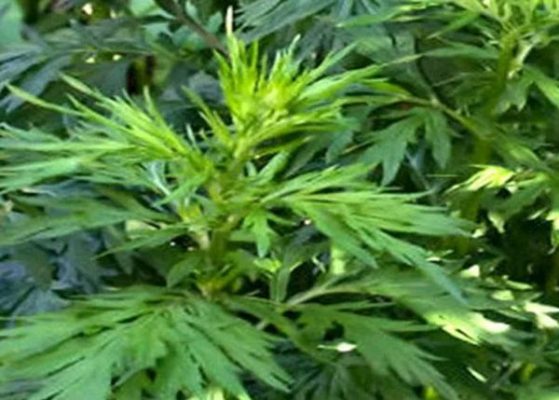 Ý nghĩa phong thủy của ngải cứu trong văn hóa Á Đông: Biểu tượng trừ tà, bảo hộ và cân bằng năng lượng