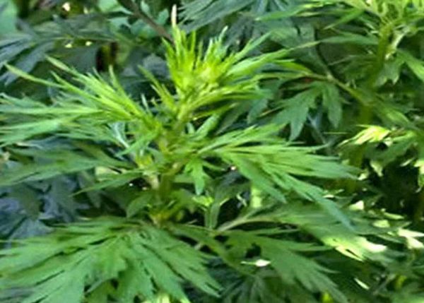 Ý nghĩa phong thủy của ngải cứu trong văn hóa Á Đông: Biểu tượng trừ tà, bảo hộ và cân bằng năng lượng